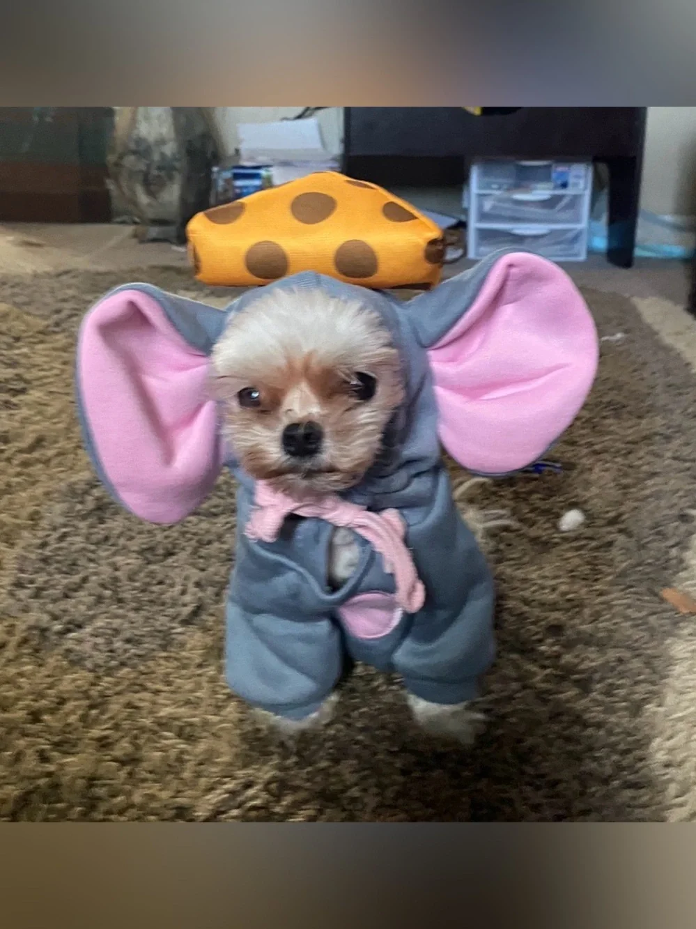 Halloween costumes for puppy’s Size xs/s 2 mice